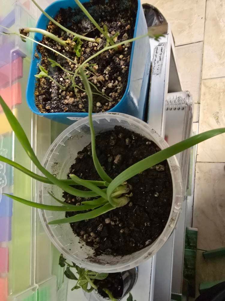 زنگ علوم،گیاهان